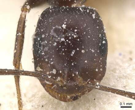 Image de Monomorium areniphilum Santschi 1911