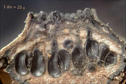 Anthostoma decipiens (DC.) Nitschke 1867 resmi