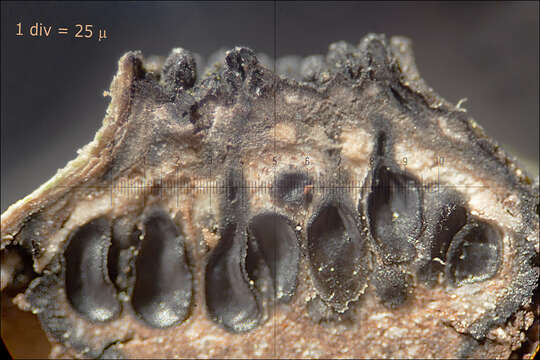 Imagem de Anthostoma decipiens (DC.) Nitschke 1867