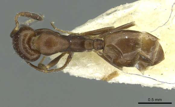 Слика од Monomorium asiriense