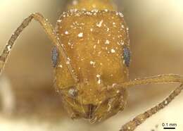 Image of Monomorium bicolor Emery 1877