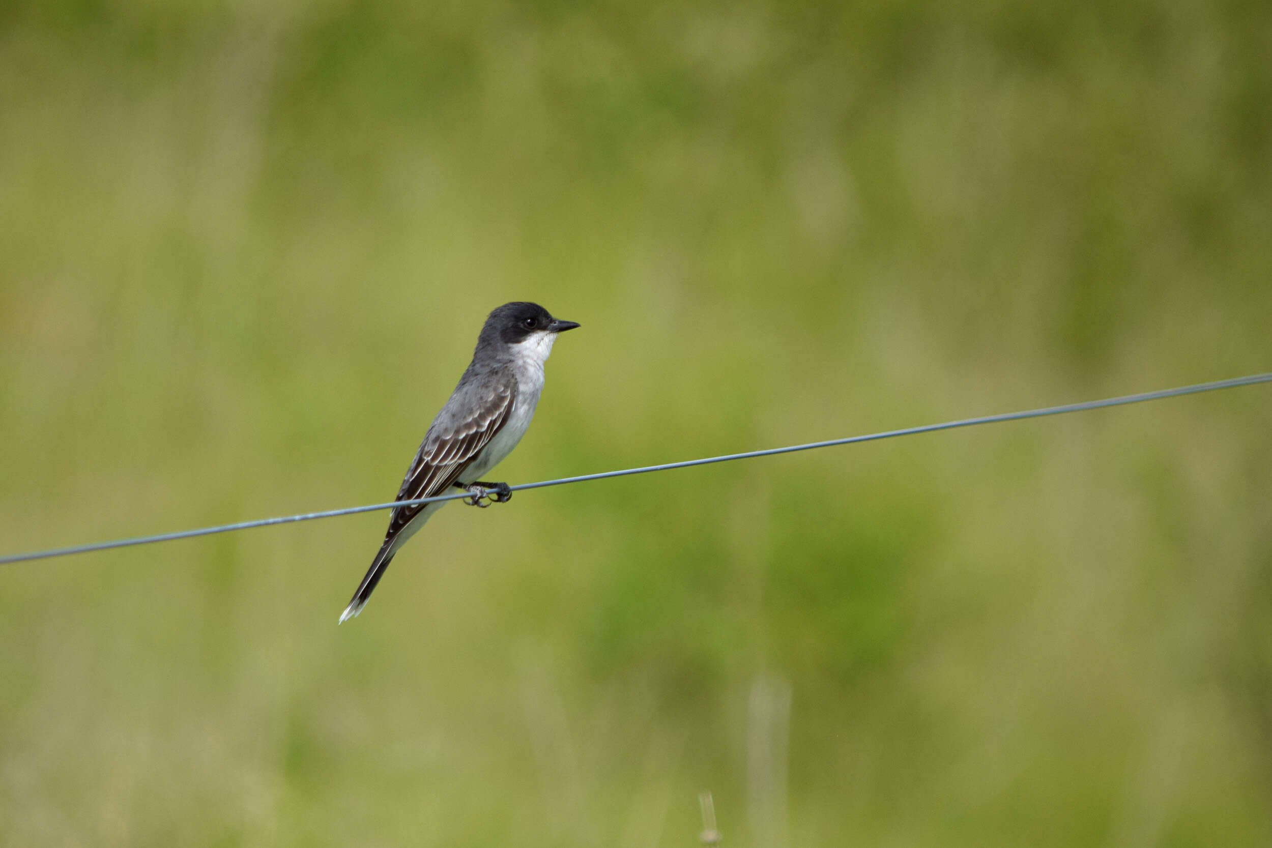 Image of Eastern Kingbird