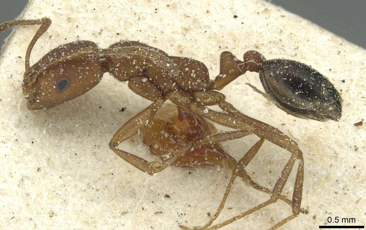 Image of Monomorium bicolor Emery 1877