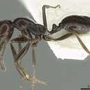 Imagem de Monomorium buettikeri