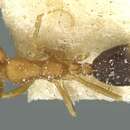 Image of Monomorium dakarense Santschi 1914