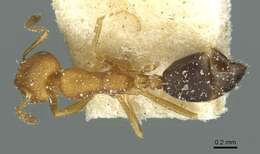 Image of Monomorium dakarense Santschi 1914