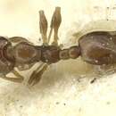 Image of Monomorium disoriente Bolton 1987