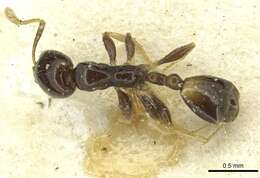 Image of Monomorium egens Forel 1910