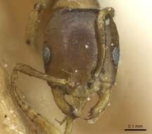 Image of Monomorium sydneyense Forel 1902