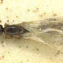 Image of <i>Solenopsis kochi</i>