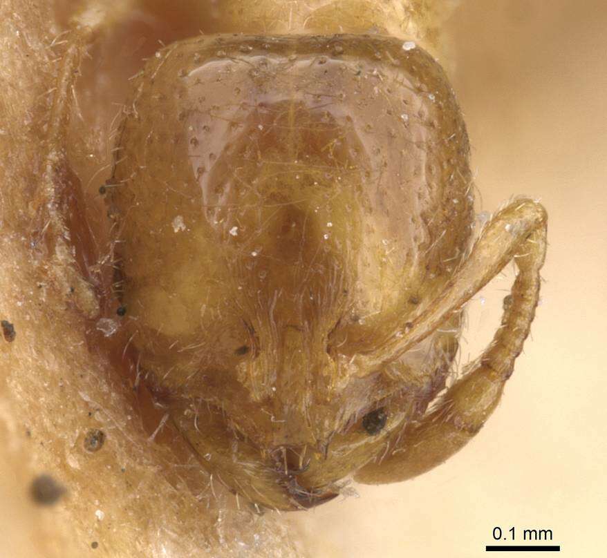 Image of European thief ant