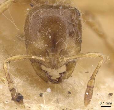 Image of European thief ant