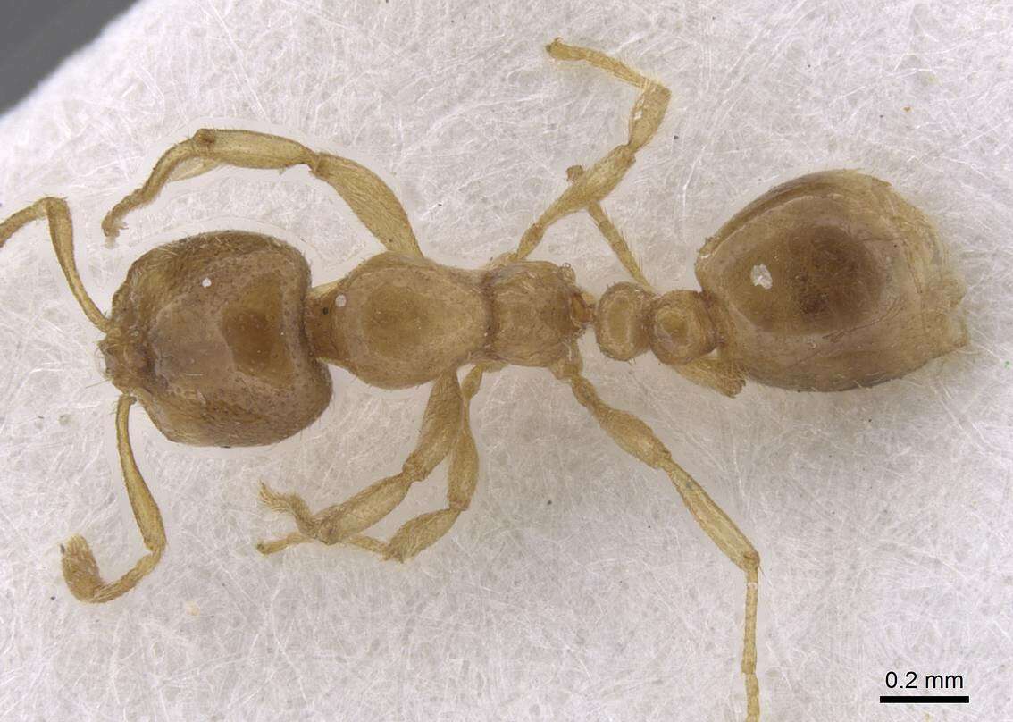 Image of European thief ant