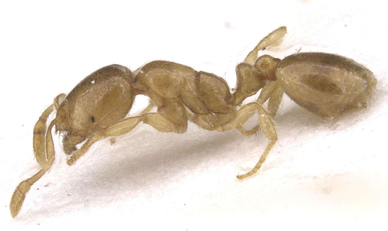 Image of European thief ant