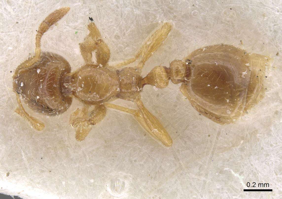 Image of European thief ant