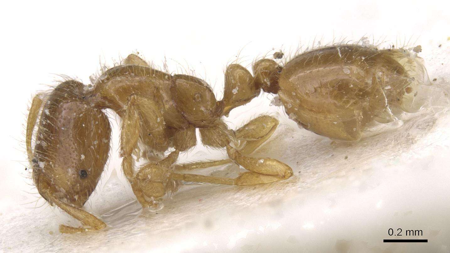 Image of European thief ant