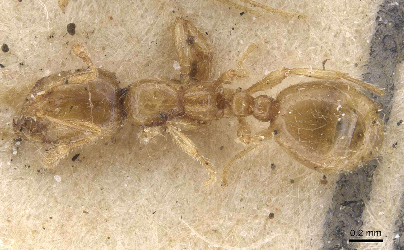 Image of European thief ant