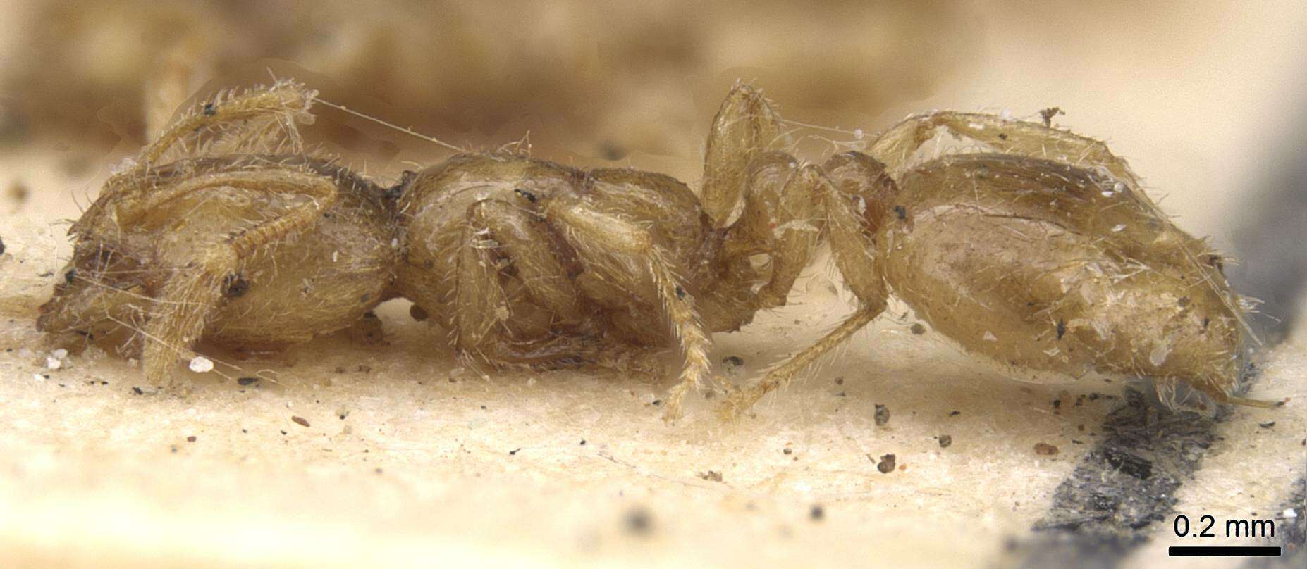 Image of European thief ant