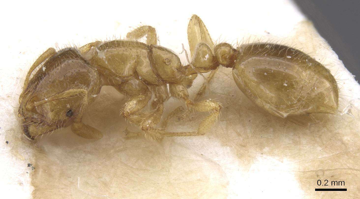 Image of European thief ant