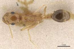 Image of Aphaenogaster isekram Bernard 1977