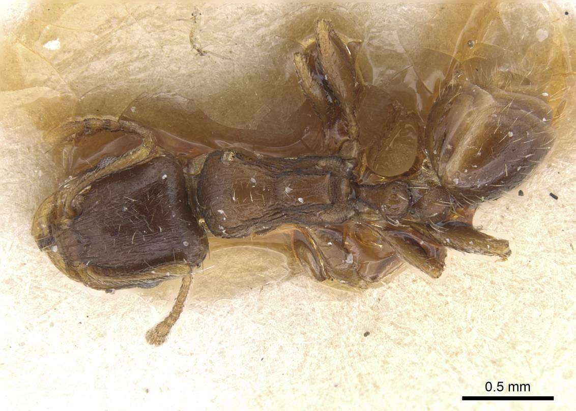 Image of Tetramorium semilaeve Andre 1883