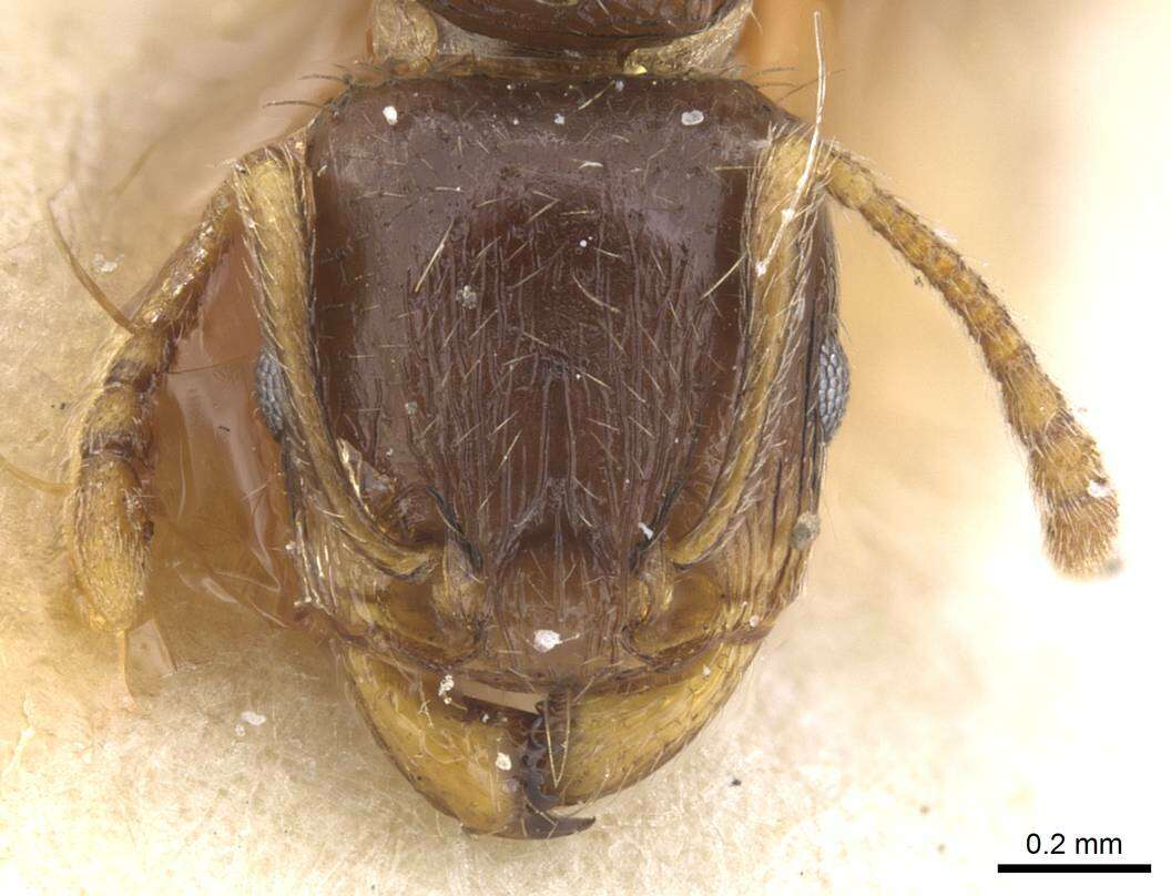 Image of Tetramorium semilaeve Andre 1883