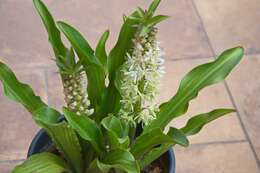 Imagem de Eucomis comosa (Houtt.) Wehrh.