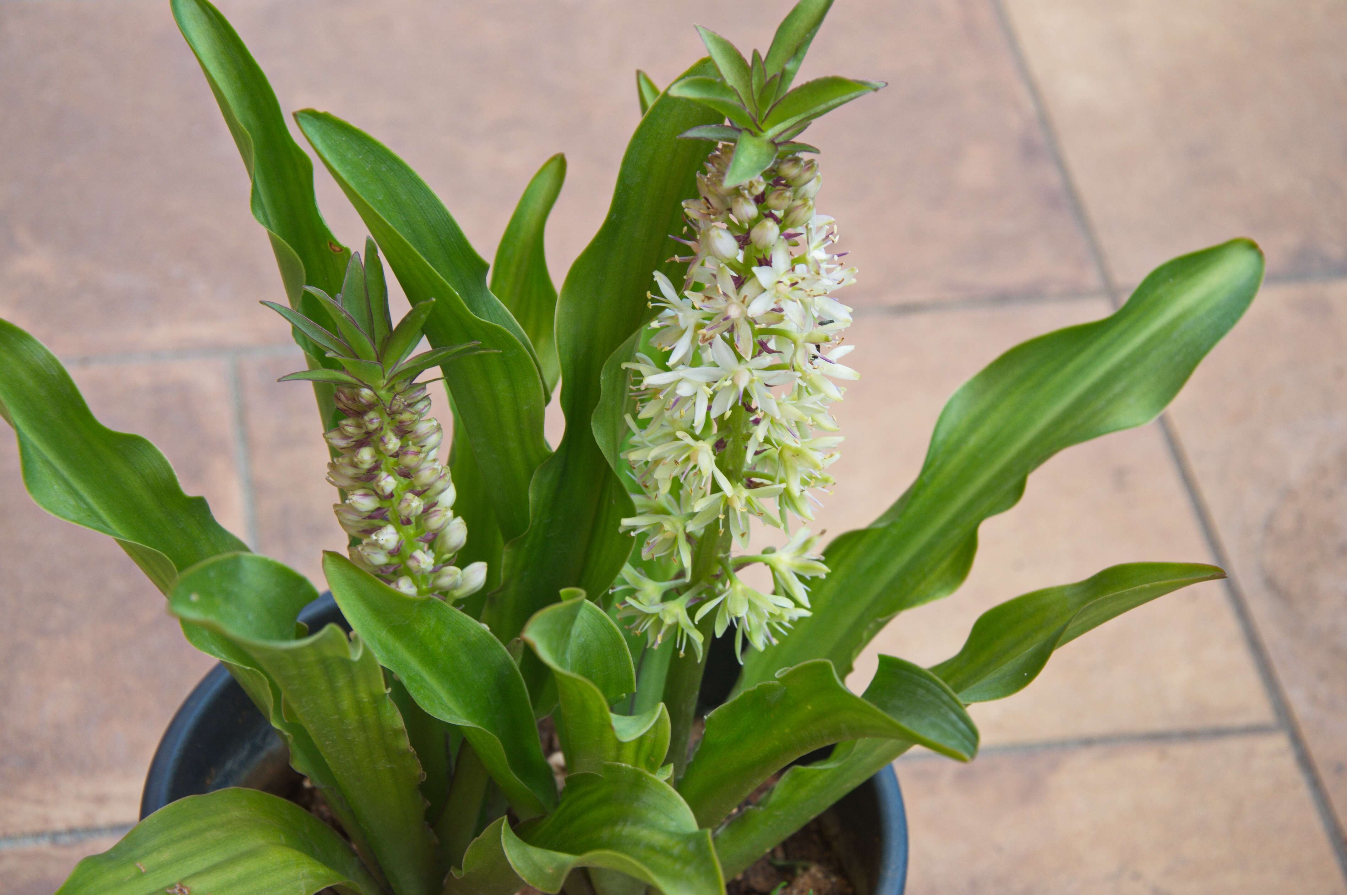 Imagem de Eucomis comosa (Houtt.) Wehrh.