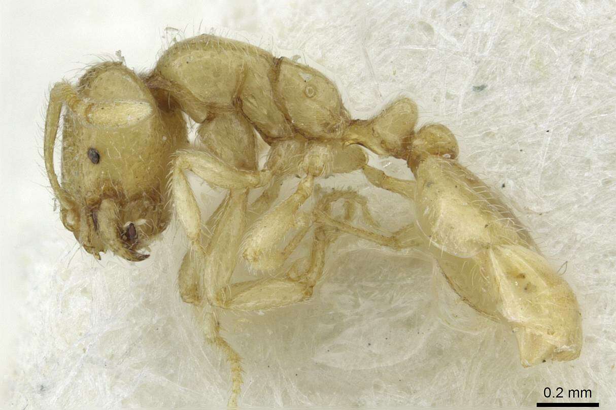 Image of European thief ant