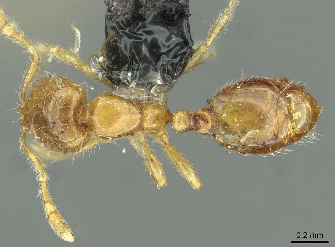 Image of European thief ant