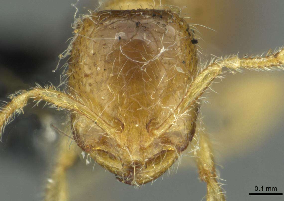 Image of European thief ant