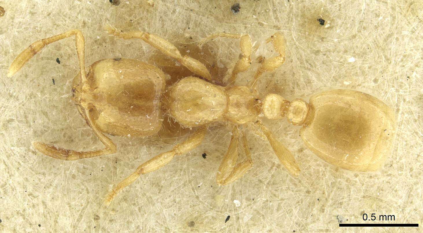 Image of European thief ant