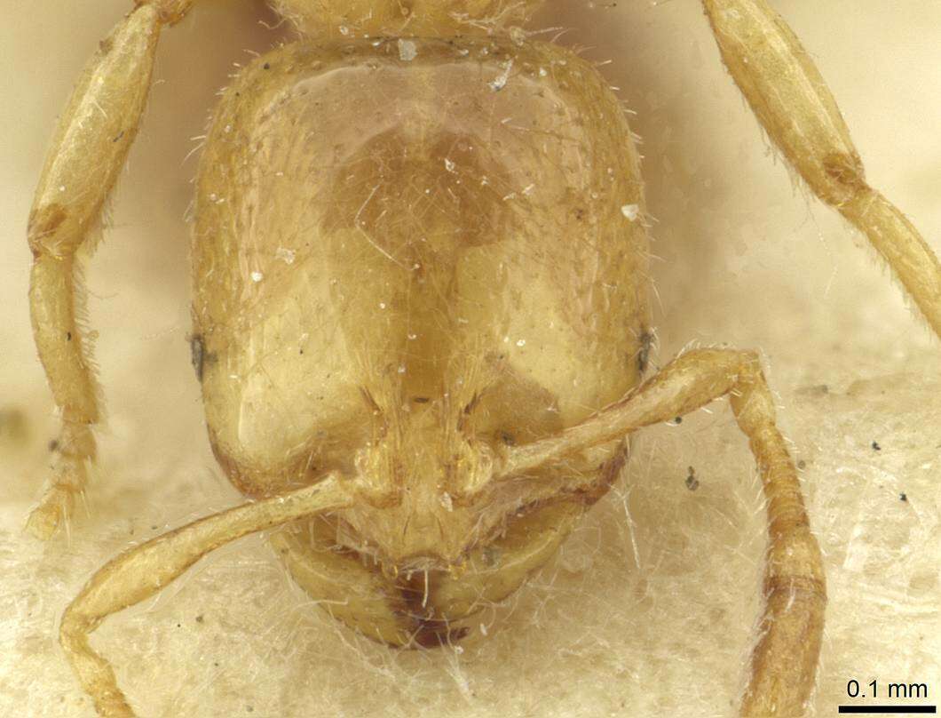 Image of European thief ant