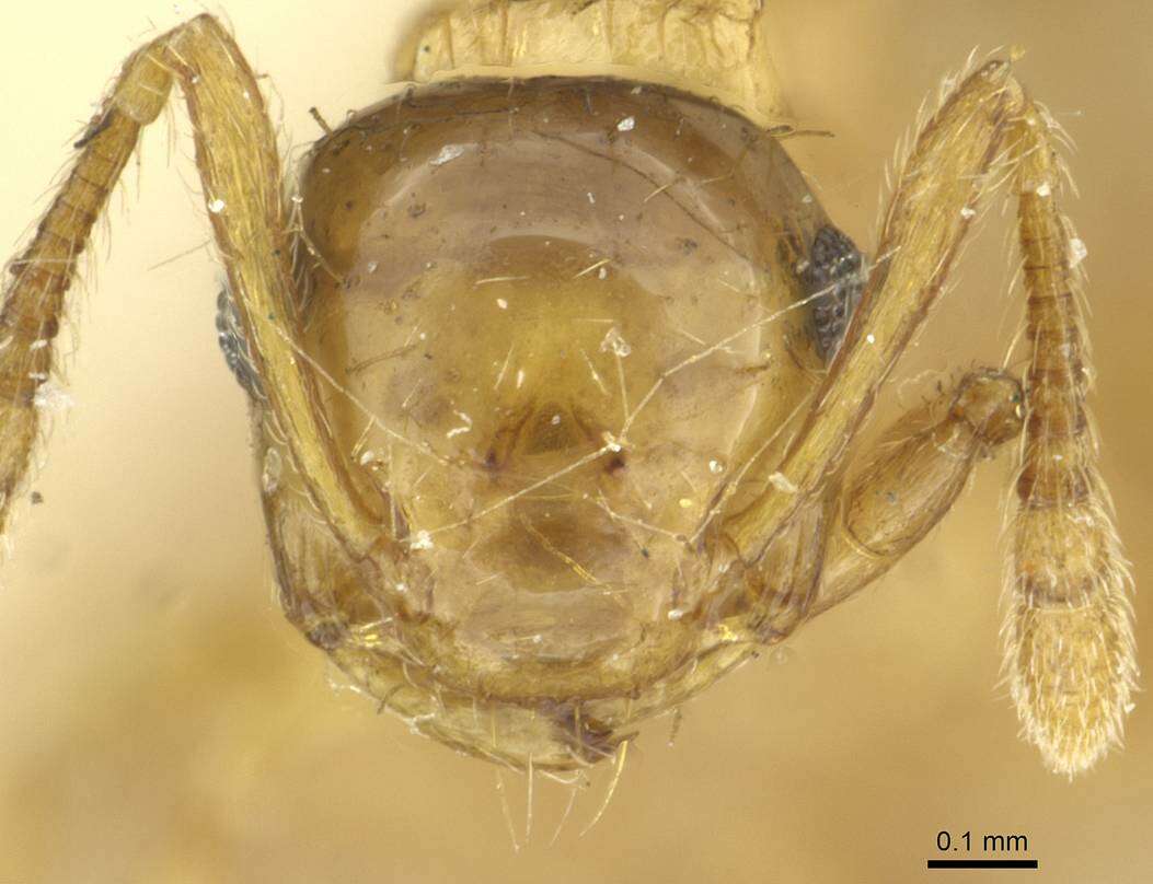 Image of Crematogaster pulchella Bernard 1953