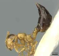 Image of Crematogaster pulchella Bernard 1953