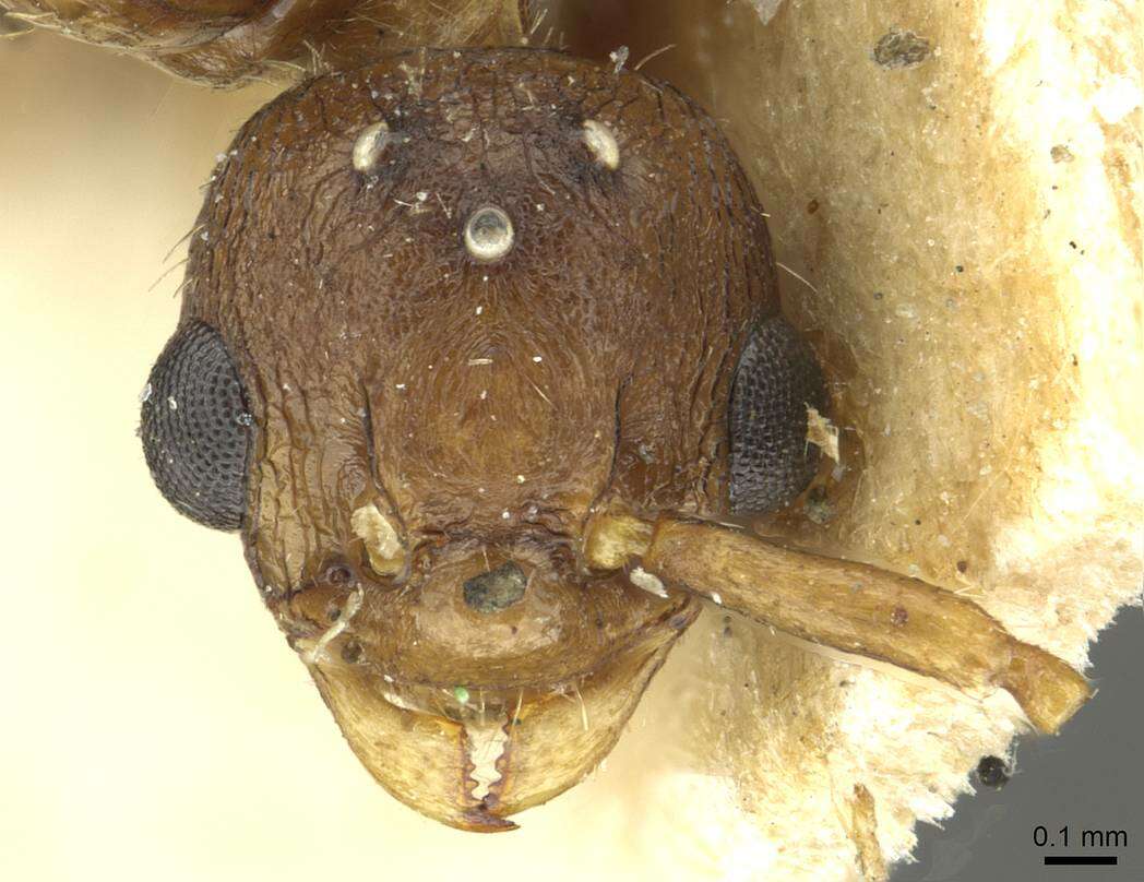 Image of Myrmica vandeli Bondroit 1920