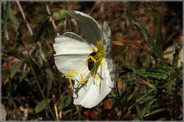 Imagem de Oenothera pallida subsp. pallida