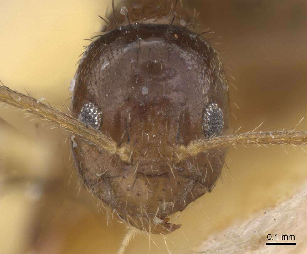 Image de Nylanderia incallida