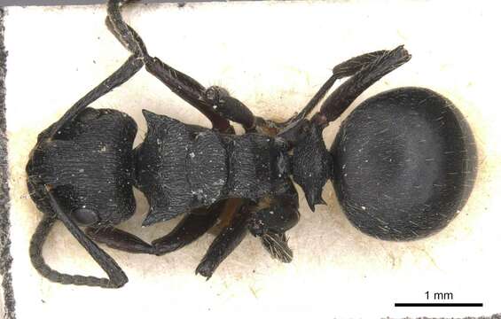 صورة Polyrhachis decemdentata Andre 1889