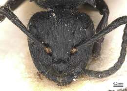 صورة Polyrhachis decemdentata Andre 1889