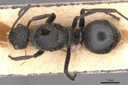 Image de Polyrhachis revoili Andre 1887