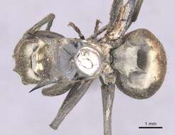 Image of Polyrhachis relucens (Latreille 1802)