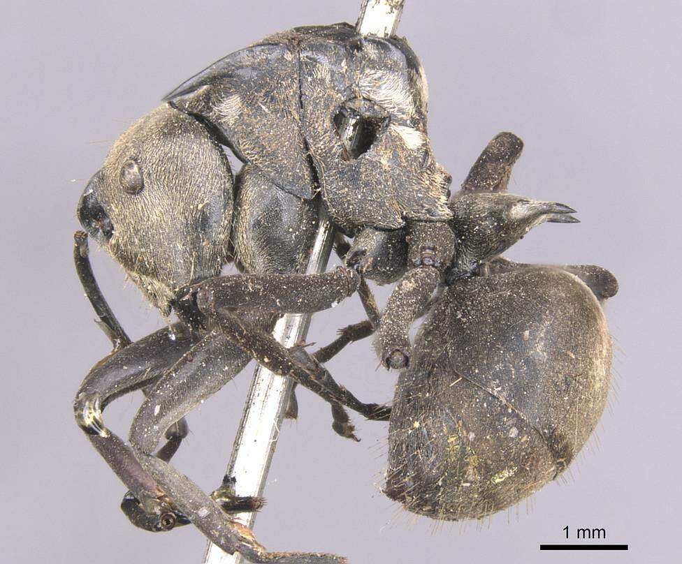 Image of Polyrhachis relucens (Latreille 1802)