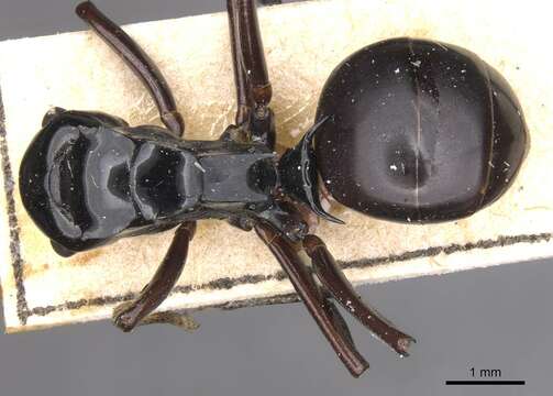 Image of Polyrhachis semipolita Andre 1896