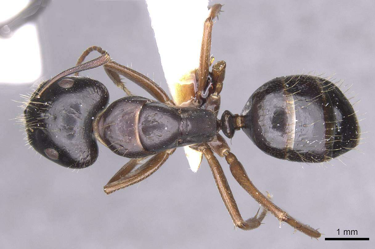 Image of <i>Camponotus sannini</i>