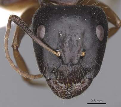 Image of <i>Camponotus sannini</i>