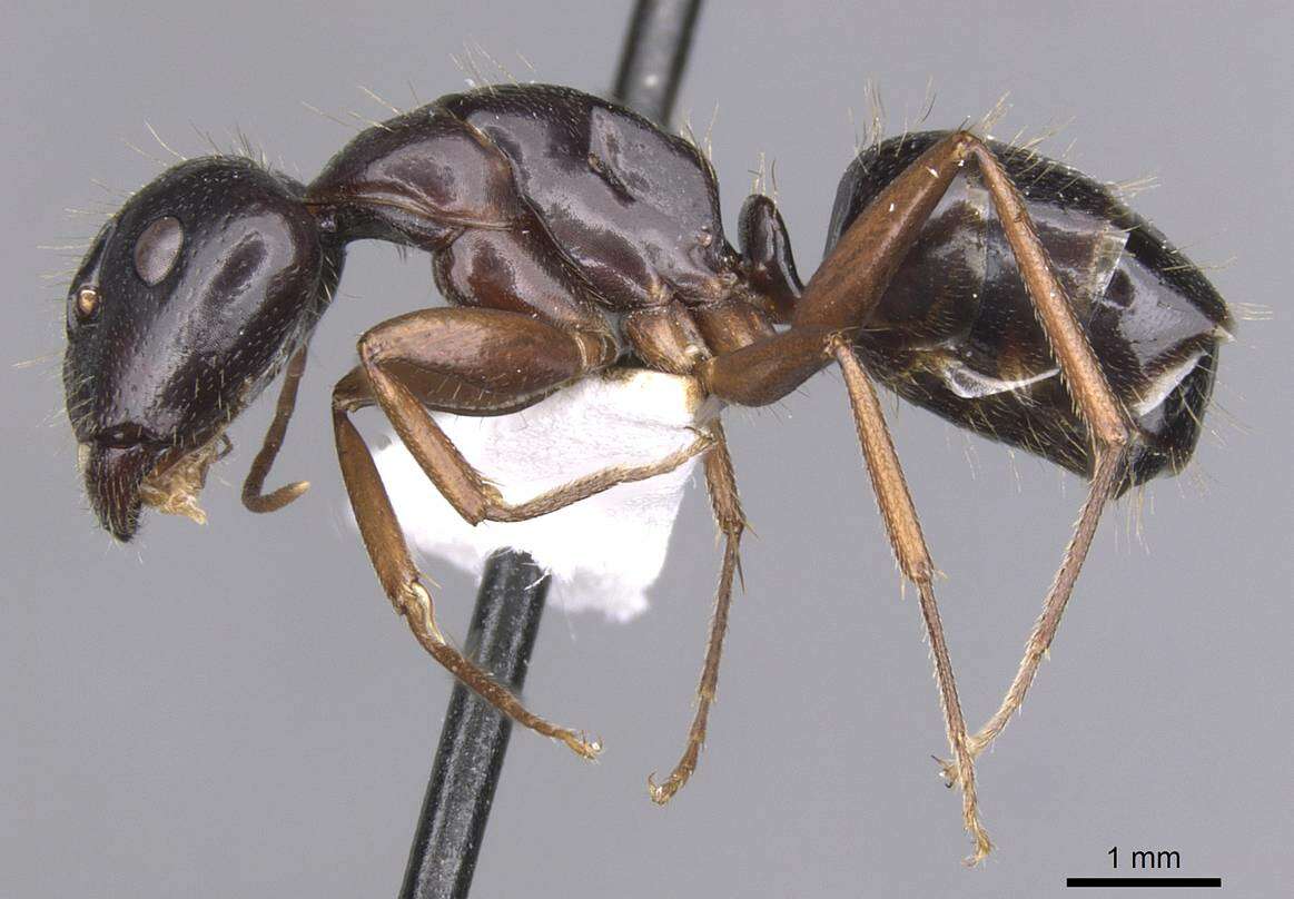 Image of <i>Camponotus sannini</i>