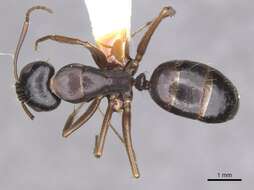 Image of <i>Camponotus sannini</i>