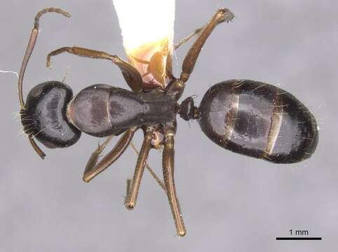 Image of <i>Camponotus sannini</i>