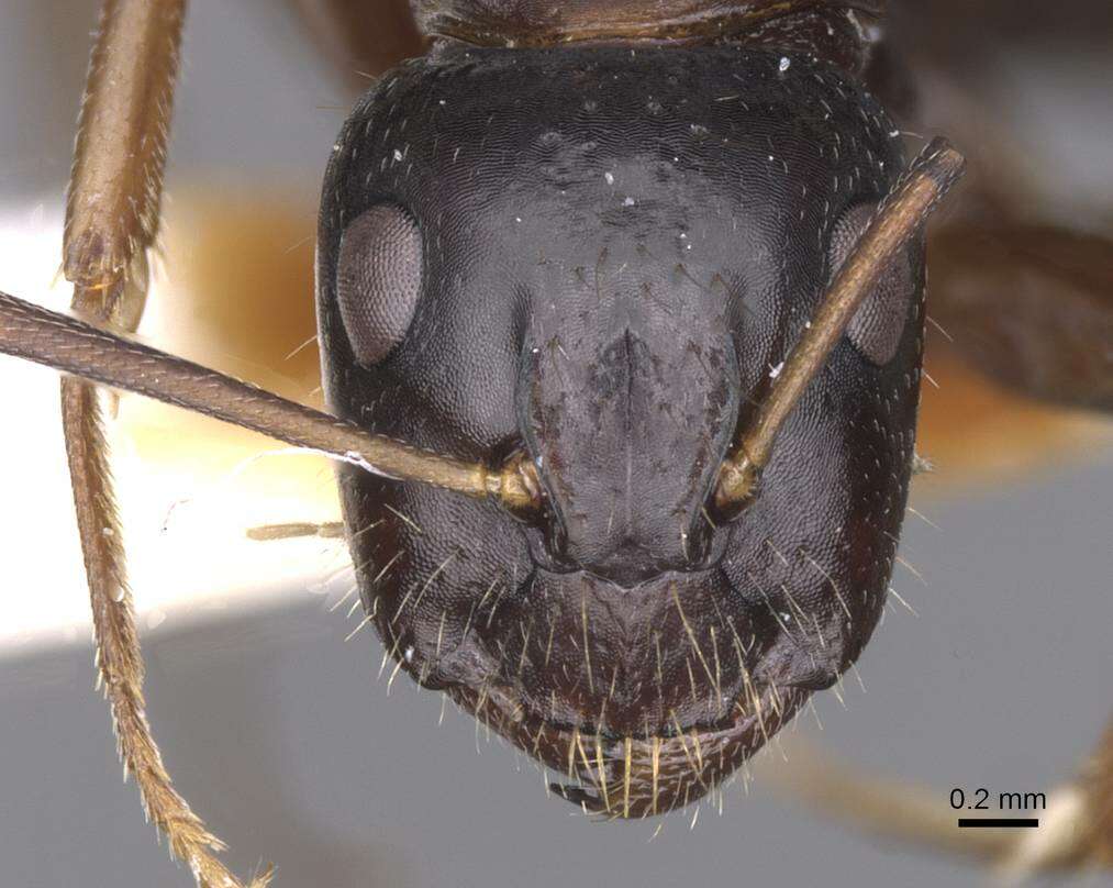 Image of <i>Camponotus sannini</i>